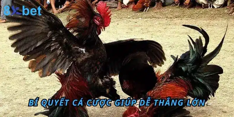 Đá Gà Thomo 8Xbet – Sân Chơi Đỉnh Cao Cho Anh Em Đam Mê Bí quyết cá cược Đá Gà Thomo giúp anh em dễ thắng lớn