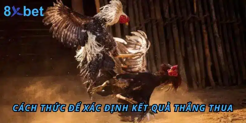 Đá Gà Thomo 8Xbet – Sân Chơi Đỉnh Cao Cho Anh Em Đam Mê Cách thức để xác định kết quả thắng thua