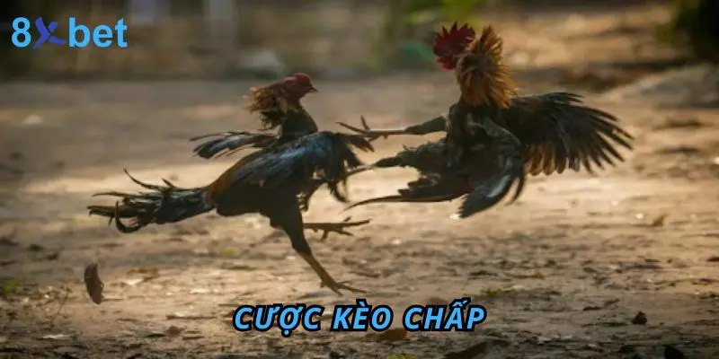 Đá Gà Thomo 8Xbet – Sân Chơi Đỉnh Cao Cho Anh Em Đam Mê Cược kèo Chấp