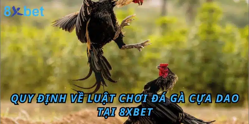 Đá gà Cựa Dao 8xbet: Luật chơi, kinh nghiệm và cách thắng lớn Quy định về Luật chơi Đá Gà cựa dao tại 8XBET