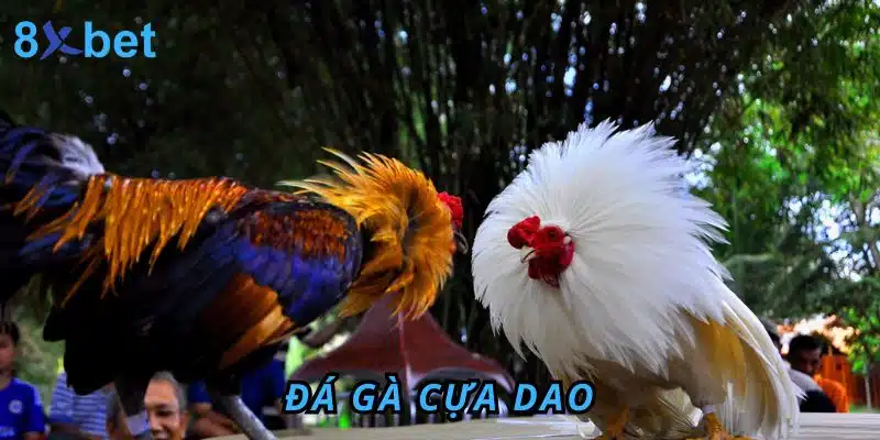 Đá gà Cựa Dao 8xbet: Luật chơi, kinh nghiệm và cách thắng lớn Đá Gà cựa dao