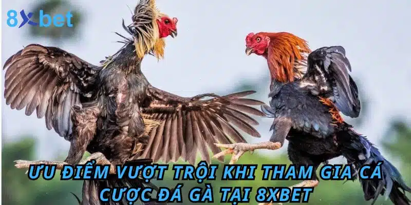 Đá gà Cựa Dao 8xbet: Luật chơi, kinh nghiệm và cách thắng lớn Ưu điểm vượt trội khi tham gia cá cược Đá Gà tại 8XBET