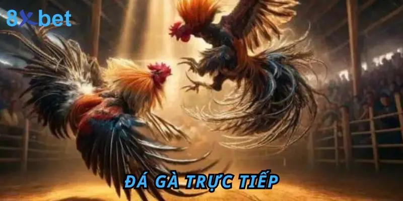 Đá gà trực tiếp