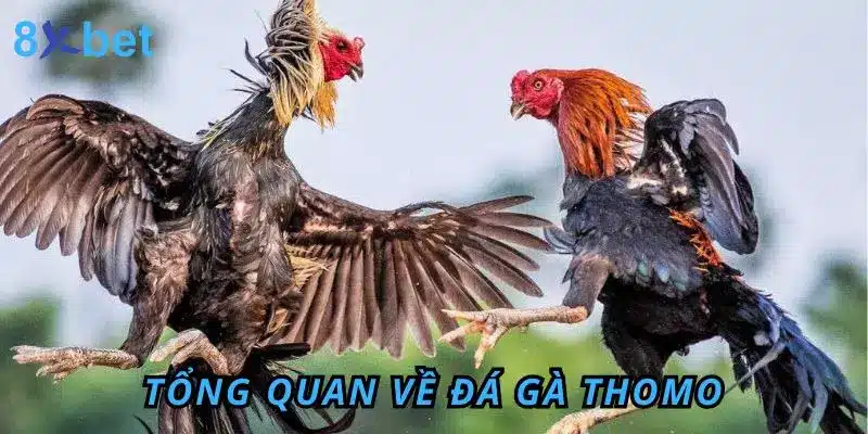Đá Gà Thomo 8Xbet – Sân Chơi Đỉnh Cao Cho Anh Em Đam Mê Tổng quan về đá gà Thomo